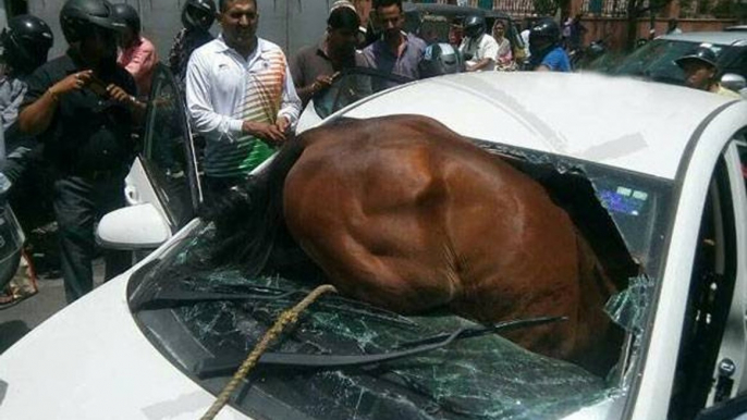 horse striking with a car