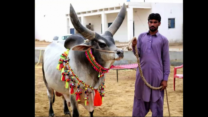 Qurbani Cows from Deccan Cattle Farm - Cow Mandi 2017 - Eid ul Azha 2017