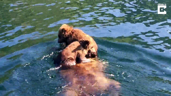 bear cubs cross lake by hitching a ride on mothers back