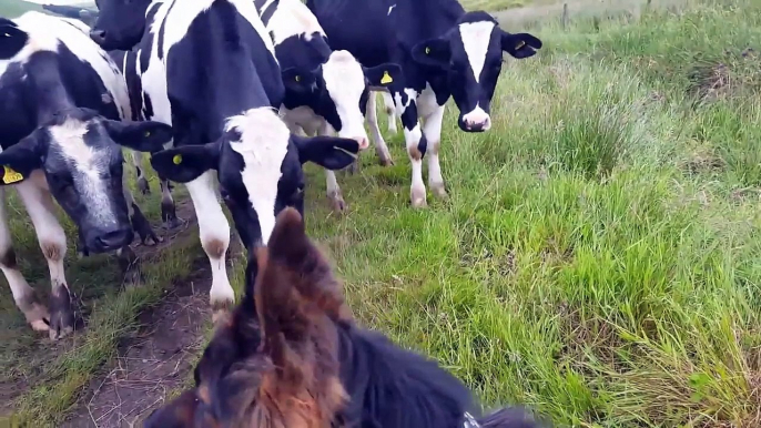 Ces vaches sont très intrigées par ce berger allemand !