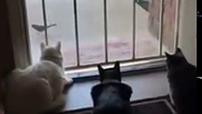 Vídeos engraçados de animais - Cachorro assustando gatos (Funny videos of animals - Dog scaring cats)