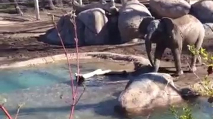 Ce bébé éléphant se bat contre une oie sauvage au zoo.. trop mignon