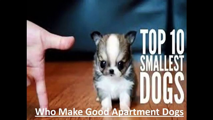 Top 10 Kid-Friendly Small Dogs  Best Apartment Dog Breeds for Children and Dog Lover