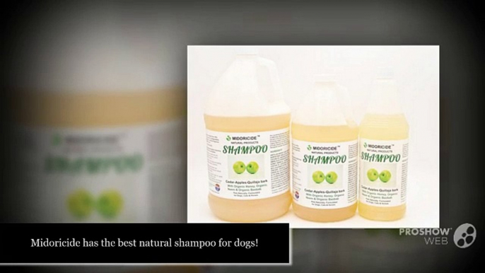 Best Shampoo for Dogs - Midoricide