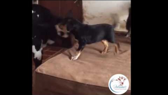 Puppy Enjoys Playtime With Baby Cow