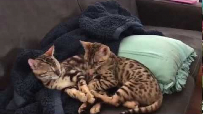 Sleepy Bengal Kittens Enjoy nap Time Together