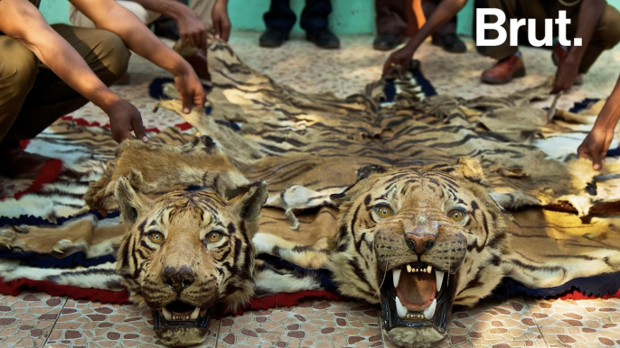 Inde : le braconnage du tigre hors de contrôle