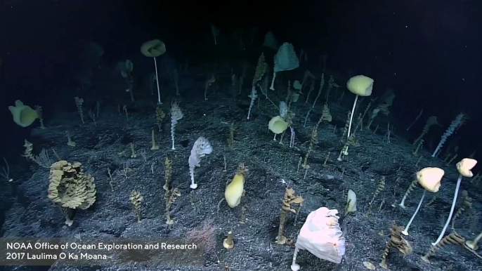 Deep-Sea Expedition Encounters 'Alien' Forest