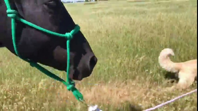 Ce cheval se fait promener... par un CHIEN !!