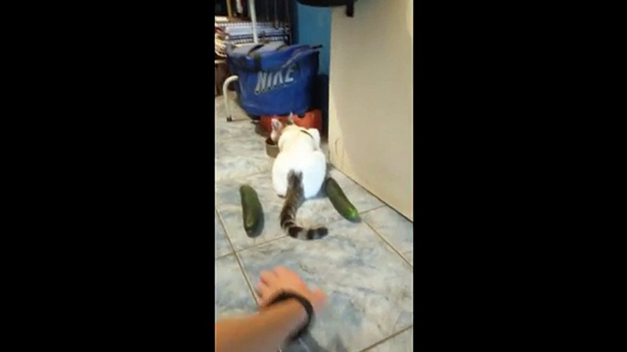 Funny Cats Scared of Cucumbers + Cats vs Cucumber Prank Gone Wrong ► Cats and Cucumbers Compilation