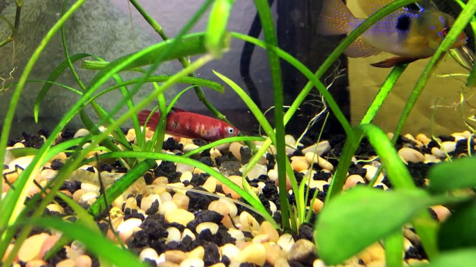 New Fish: Female Koi Beta Fish