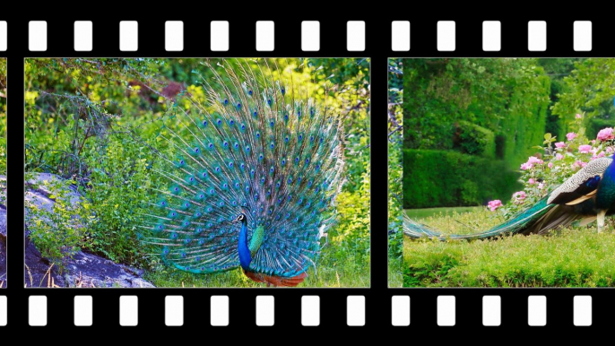 Beautiful peacock birds - They are professional dancers !