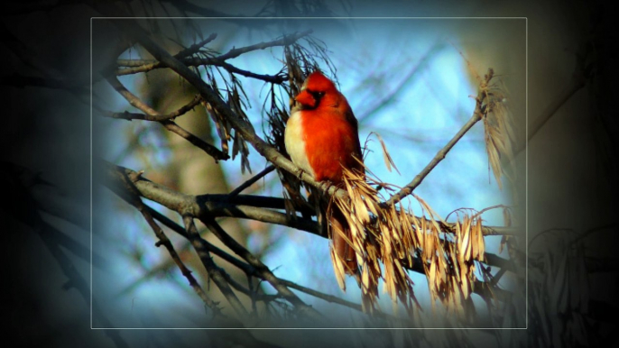 Top the best beautiful cardinal birds in the world !