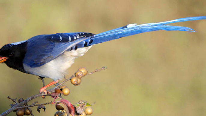 Blue Jay Birds - Prince of the birds !