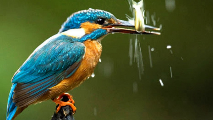 Kingfisher birds - One of the hardworking fisher man on the sea