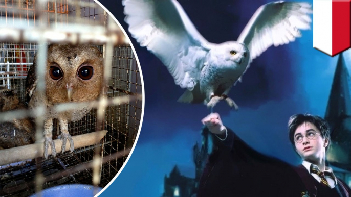 Harry Potter fans blamed for rise in wild owls sold as pets in Asia