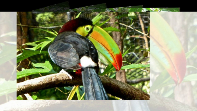 Top most beautiful toucan birds in the world 2017