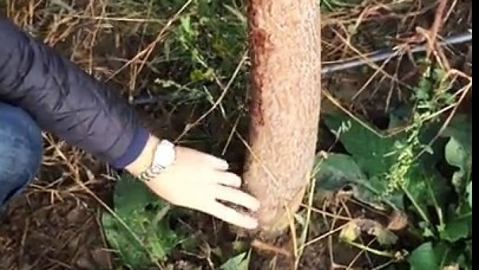 Ce trebuie sa stii cand iti infiintezi o plantatie de Paulownia