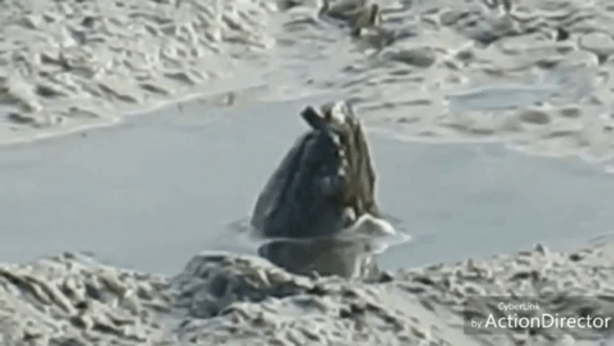 Mystery Creature Rising Up From Shallow Mud Pool Baffles Viewers