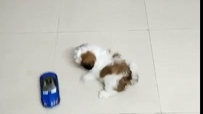 My Lovely Puppy Mixu n Lucky. Playing with Car