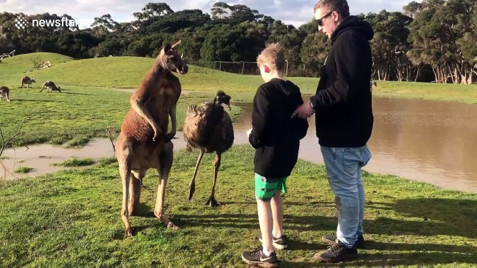 Kangaroo punches boy in the face