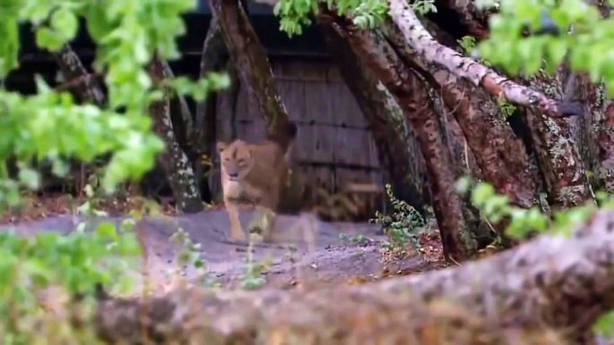 Documentary Lion vs Buffalo - Wild Discovery Animals Attack HD 720p