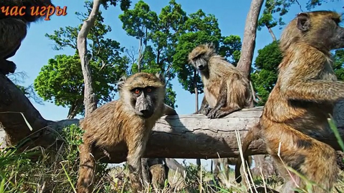 Niños para y animales de dibujos animados de África kidtv sus sonidos desarrolla sonidos de animales de dibujos animados