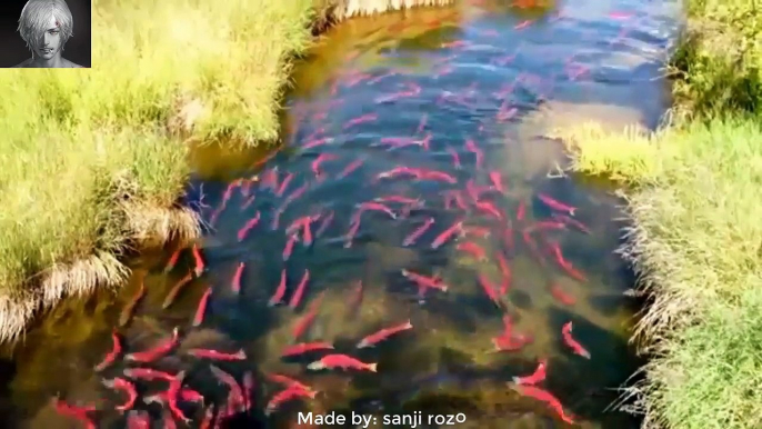 一個罕見的現象!! 很多在美國的紅鮭魚遷移