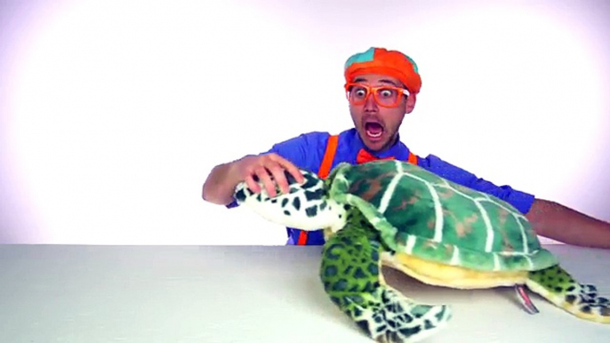 Animaux par par pour chanson le le le le la les tout-petits tortue Blippi |