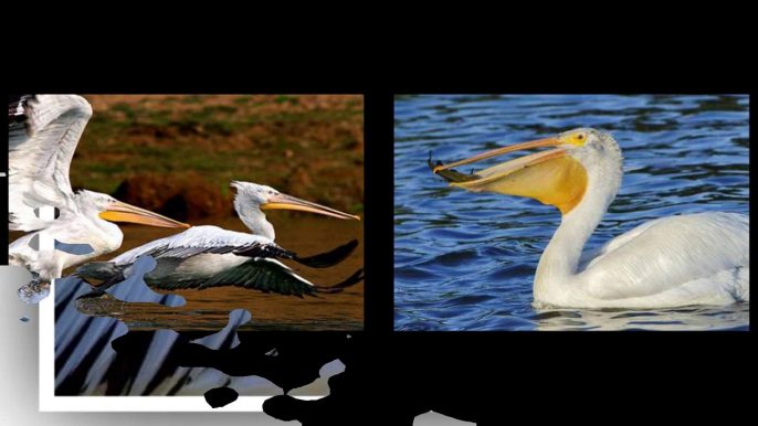 A collection of the beautiful pelican birds.