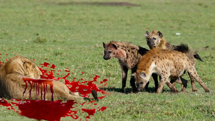 Most Amazing Wild Animal Attacks,Lion, Tiger, Leopard,Cheetah,Wild Dog ,Hyena