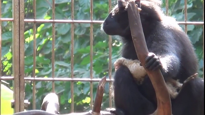 INSOLITE ! Ce que vous allez voir sur cette vidéo relève de l'anormal. Ce singe adopte un(...)