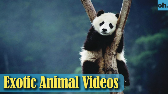 Animal Video - Wild Animals - Rainforest  Animals - Rare Animals Zoo - Exotic Animals For Sale P4