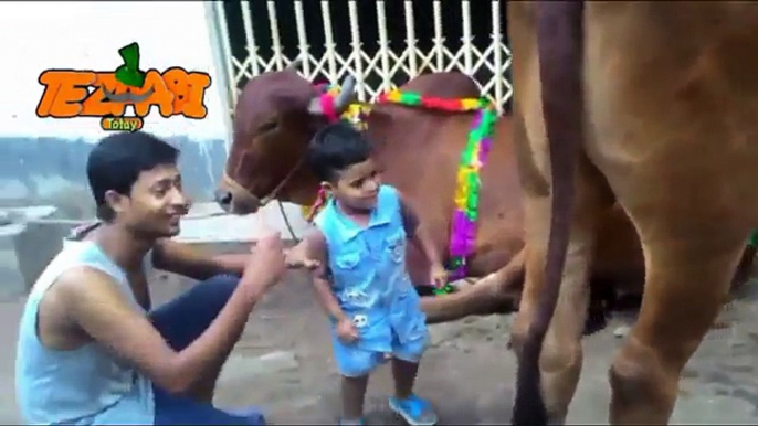 Animal Voice 8 Bakra Eid Punjabi Totay Funny Tezabi Totay 2017