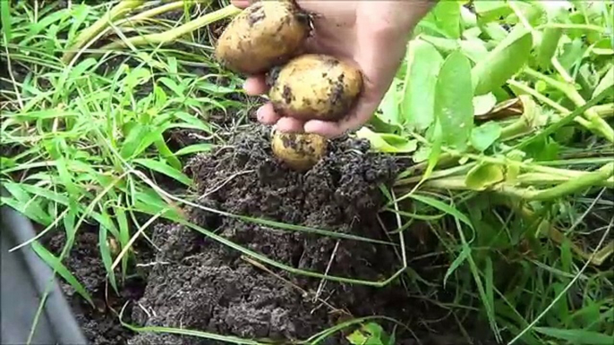 Bountiful Harvest in the Organic Vegetable Garden