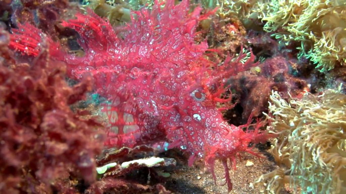 Ce poisson se camoufle parfaitement parmi ces anémone de mers - Poisson-scorpion feuillu