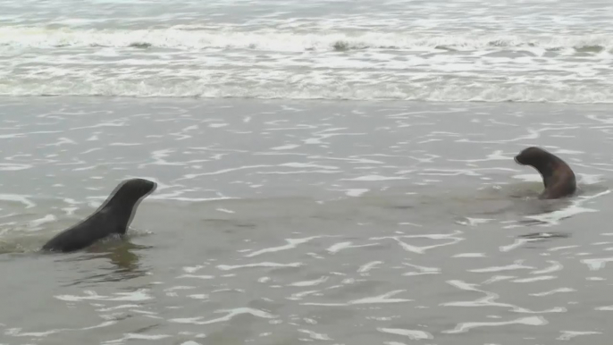 Dos lobos marinos regresan al mar tras ser rescatados por fundación argentina -