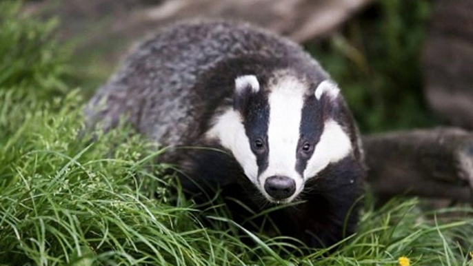 BBC Radio 5 live Breakfast 12Sep17 - licences have been issued for badger culling in 11 new areas