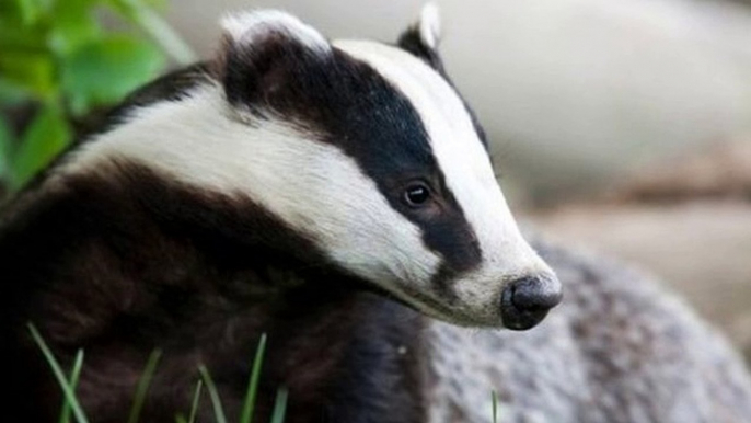 BBC Radio 4 - Farming Today 1Sep17 - badger cull