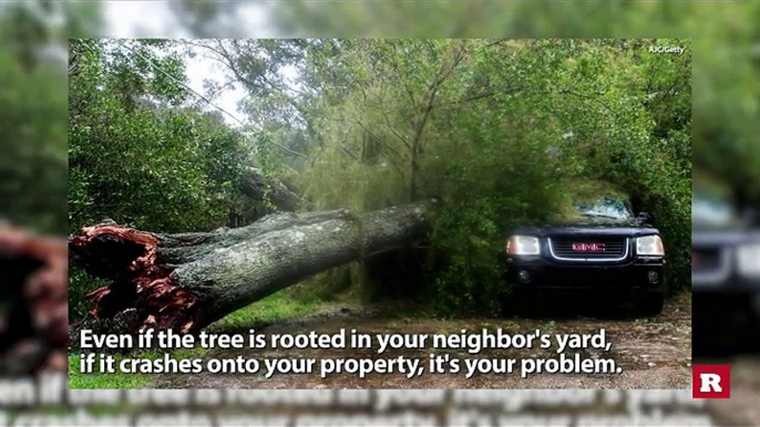 Who pays for cleanup if your neighbor’s tree falls in your yard? | Rare News