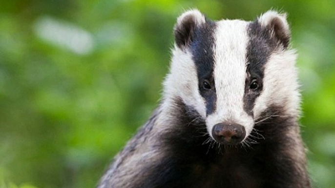 BBC Radio 4 Farming Today 12Sep17 - new badger cull licenses issued