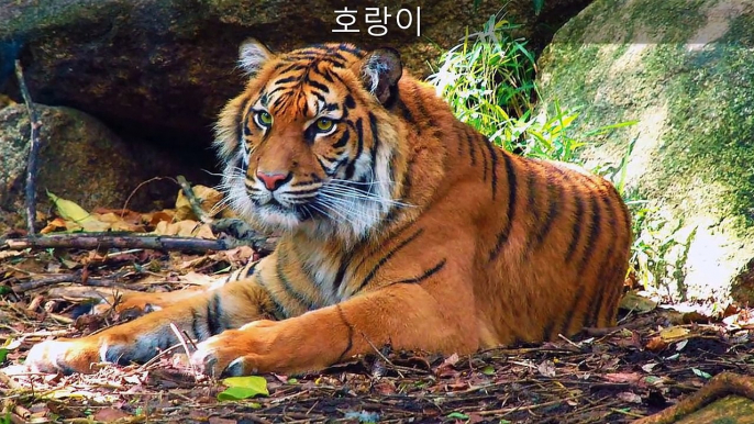 동물 소리 - 아이들을위한 동물입니다