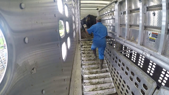 Loading Fat Cattle in Illinois.