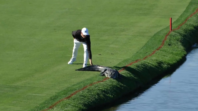 Golfer Boldly Pokes Horrifying Alligator At Bay Hill