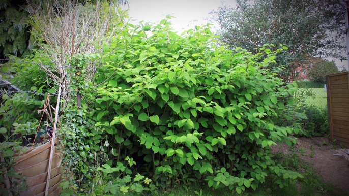 Japanese Knotweed Identification