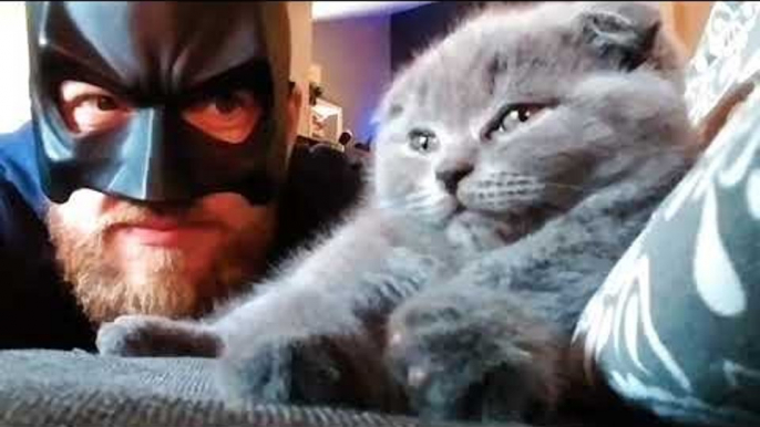 Kitty Does Not Care for Batman