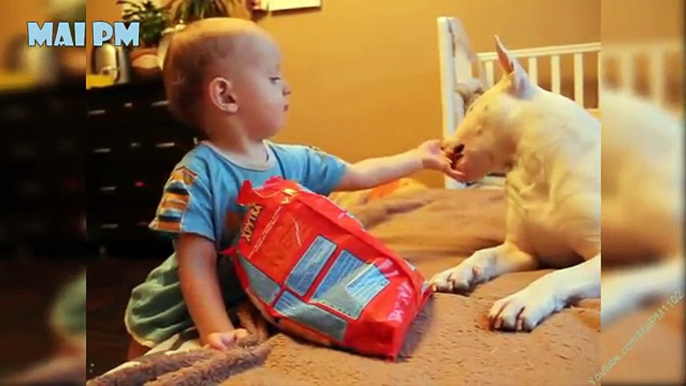 English Bull Terrier And Baby Are Best Friend - Cute Dog And Babies Videos Compilation