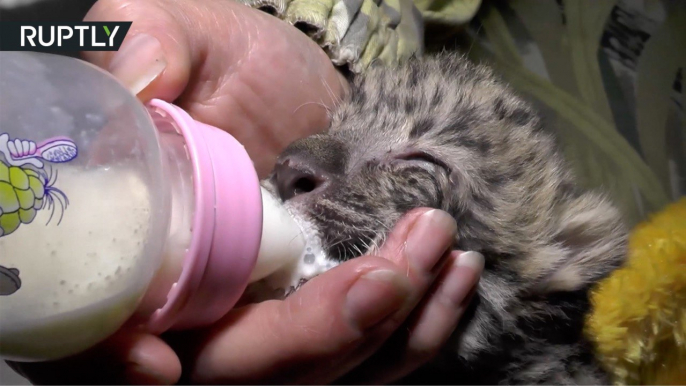 Baby Amur Leopard Cub, World's Rarest Big Cat, Born at Yalta Zoo
