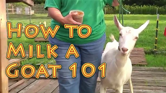 How to Milk a Goat 101