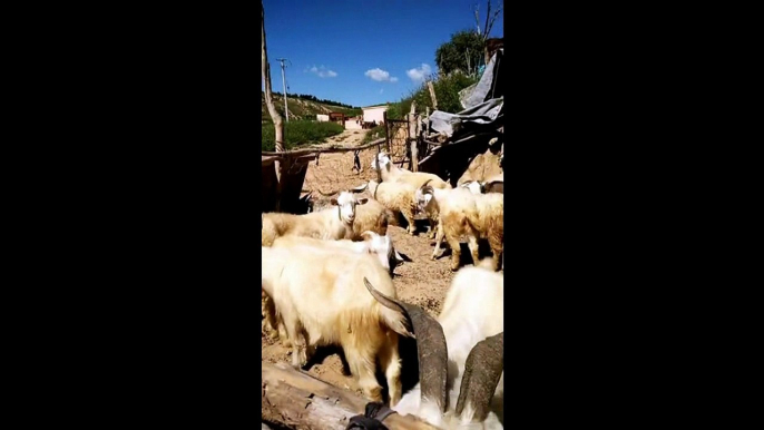 The domestic goat, Capra aegagrus hircus, new